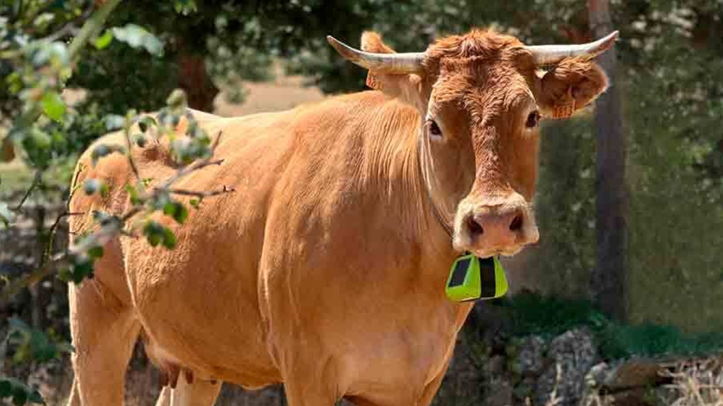 First Satellite Tracker for Livestock Launched
