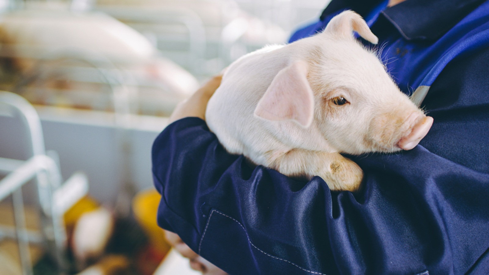The Murcia Model Demonstrates Pollution-Free Pig Farming